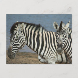 Zebras Blick auf die Kamera auf Safari Postkarte