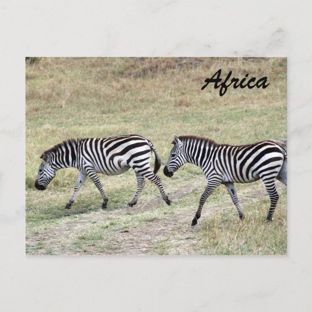 Zebras gestreift postkarte (Vorderseite)