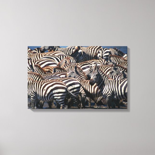 Zebras-Herde 2 Leinwanddruck (Vorderseite)