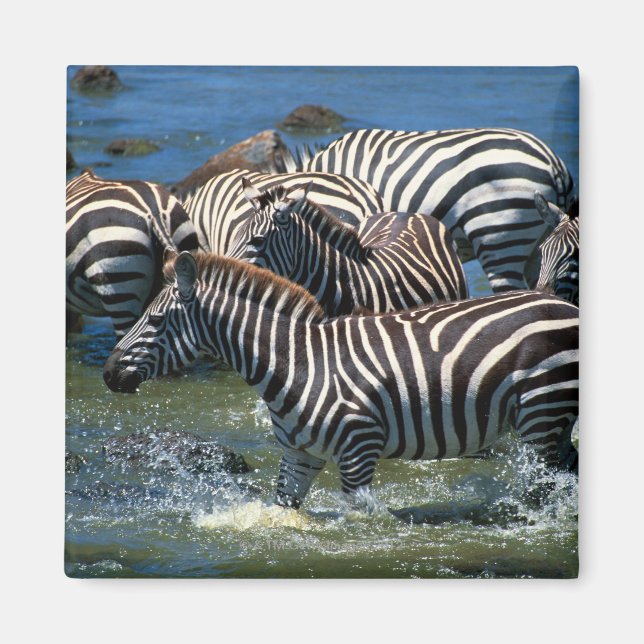 Zebras-Herde 2 Magnet (Vorne)