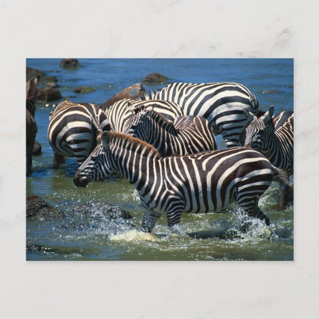 Zebras-Herde 2 Postkarte (Vorderseite)
