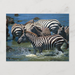 Zebras-Herde 2 Postkarte