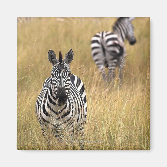 Zebras im großen Gras Magnet (Vorne)