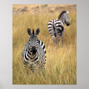 Zebras im hohen Gras Poster