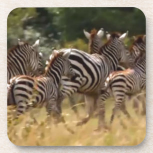 Zebras in Bewegung: Eine Reise über tausend Meilen Untersetzer