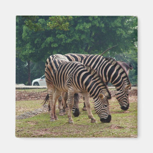 Zebras in einem Wildtierzoo Magnet