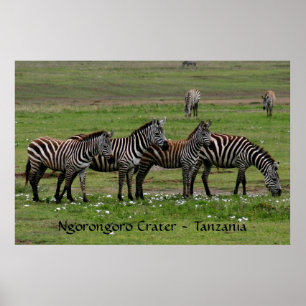 Zebras in einer Reihe Poster