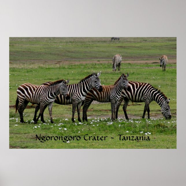 Zebras in einer Reihe Poster (Vorne)