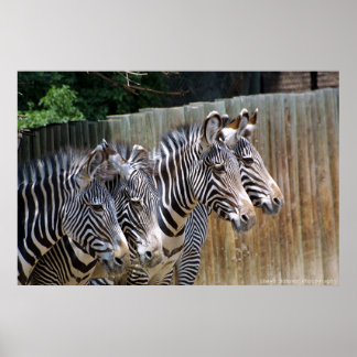 Zebras in einer Reihe Poster