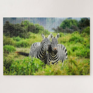 Zebras in freier Wildbahn