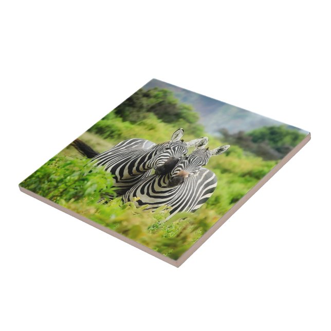 Zebras in freier Wildbahn Fliese (Seite)
