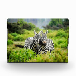 Zebras in freier Wildbahn Fotoblock