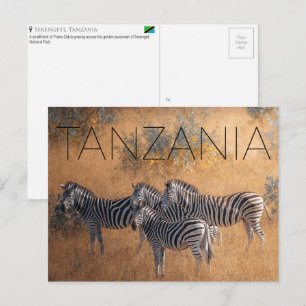 Zebras in Serengeti, Tansania Reise-Postkarte Postkarte