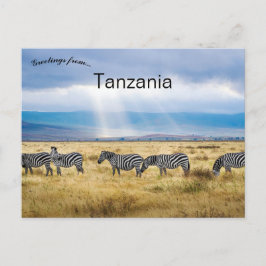 Zebras in Tansania Postkarte