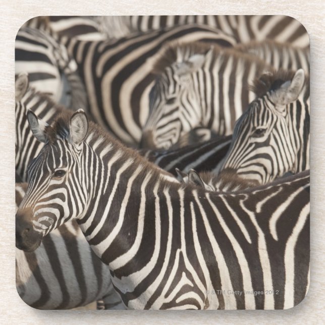 Zebras, Kenia, Afrika Getränkeuntersetzer (Vorderseite)