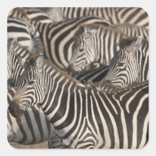 Zebras, Kenia, Afrika Quadratischer Aufkleber