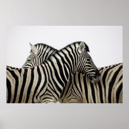 Zebras Kopf an Schwanz Poster