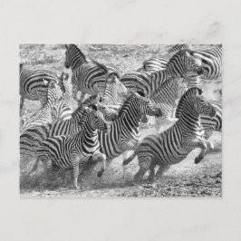 Zebras laufen postkarte