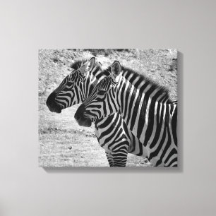 Zebras Leinwanddruck
