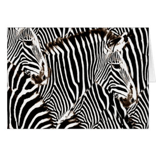 Zebras Liebe_