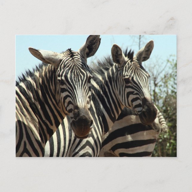 Zebras-Look Postkarte (Vorderseite)