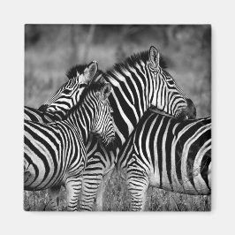 Zebras Magnet