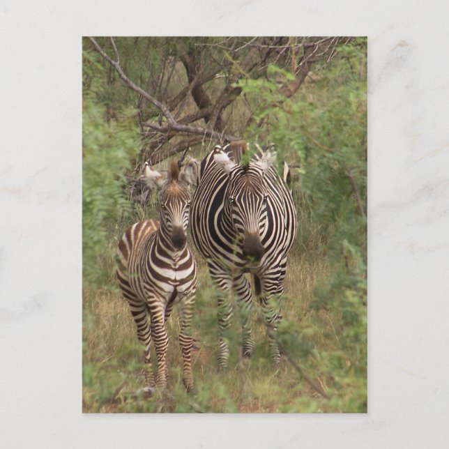 Zebras Postkarte (Vorderseite)