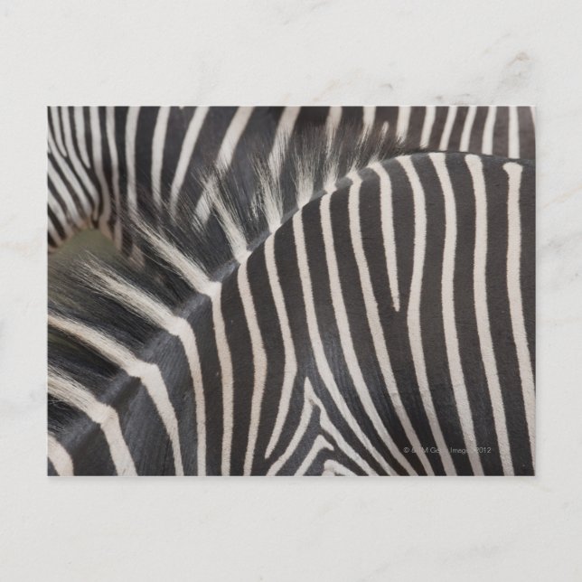 Zebras Postkarte (Vorderseite)