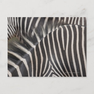 Zebras Postkarte