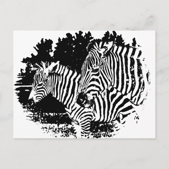 Zebras Postkarte (Vorderseite)