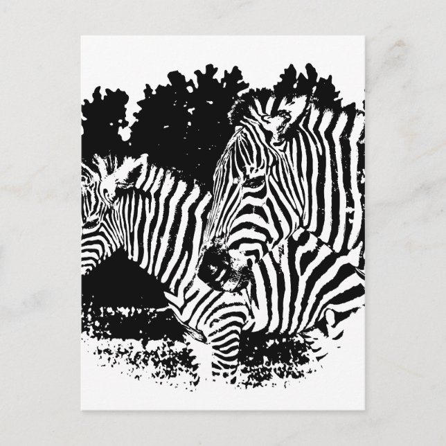 Zebras Postkarte (Vorderseite)