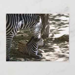 Zebras Postkarte