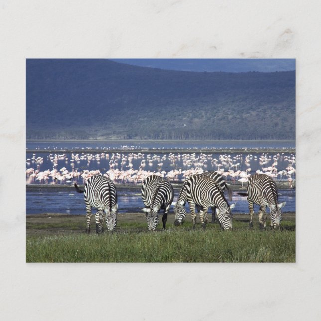Zebras Postkarte (Vorderseite)