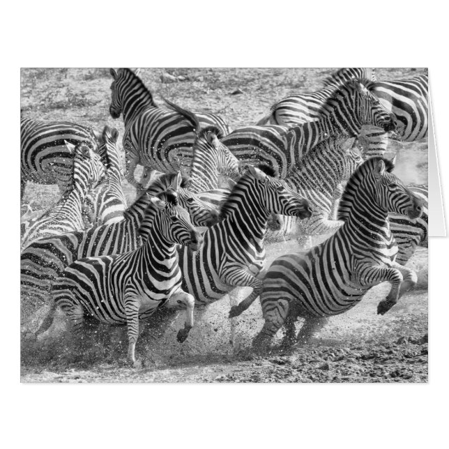 Zebras running (Vorderseite (Horizontal))