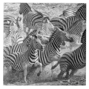 Zebras running fliese