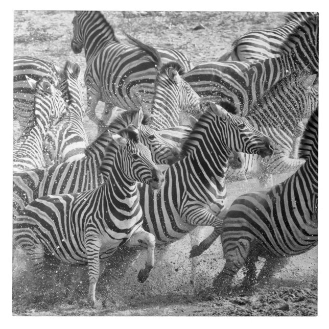 Zebras running fliese (Vorderseite)