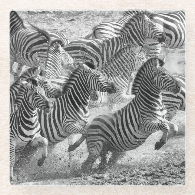Zebras running glasuntersetzer (Vorderseite)