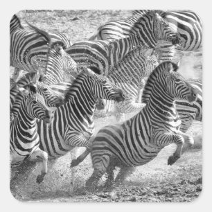 Zebras running quadratischer aufkleber