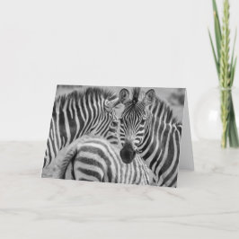 Zebras, Südafrika Feiertagskarte