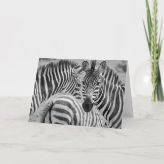 Zebras, Südafrika Feiertagskarte
