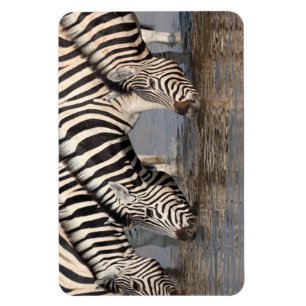 Zebras trinken magnet