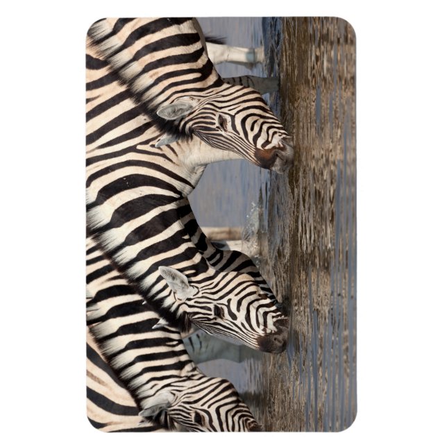 Zebras trinken magnet (Vertikal)