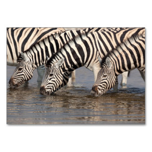 Zebras trinken tischnummer