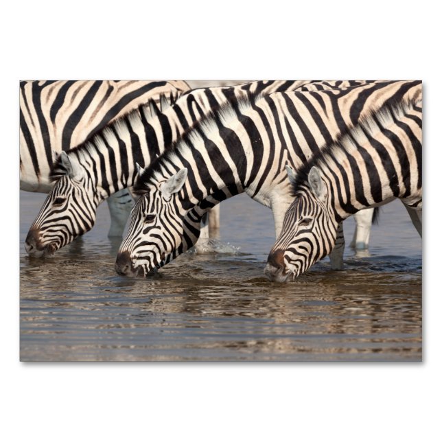 Zebras trinken tischnummer (Rückseite)