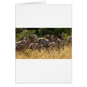 Zebras unterwegs: Eine Reise durch Tausende von Me