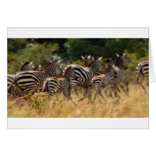 Zebras unterwegs: Eine Reise durch Tausende von Me