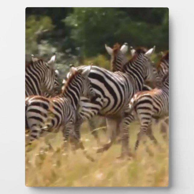 Zebras unterwegs: Eine Reise durch Tausende von Me Fotoplatte (Vorderseite)