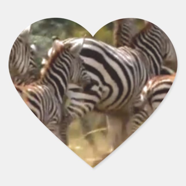 Zebras unterwegs: Eine Reise durch Tausende von Me Herz-Aufkleber (Vorderseite)