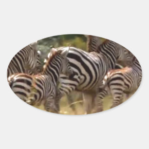 Zebras unterwegs: Eine Reise durch Tausende von Me Ovaler Aufkleber