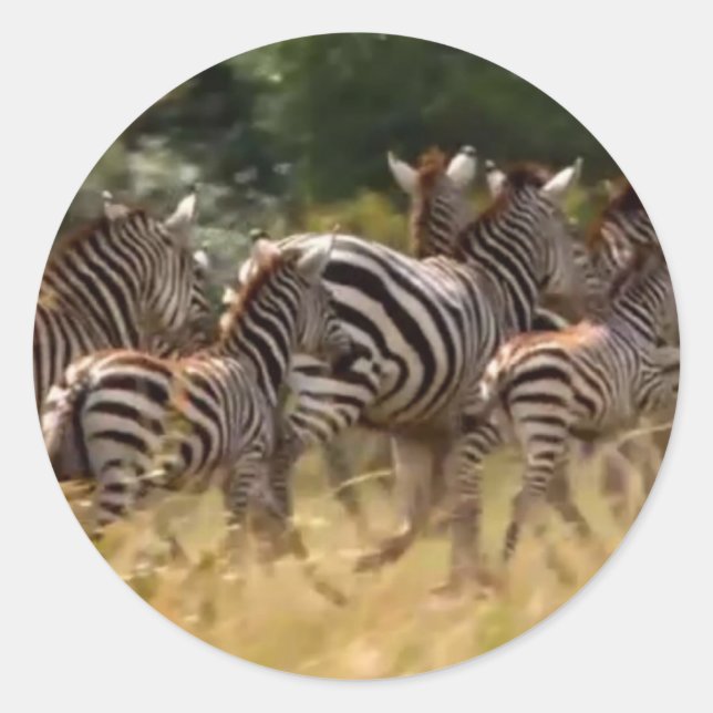 Zebras unterwegs: Eine Reise durch Tausende von Me Runder Aufkleber (Vorderseite)